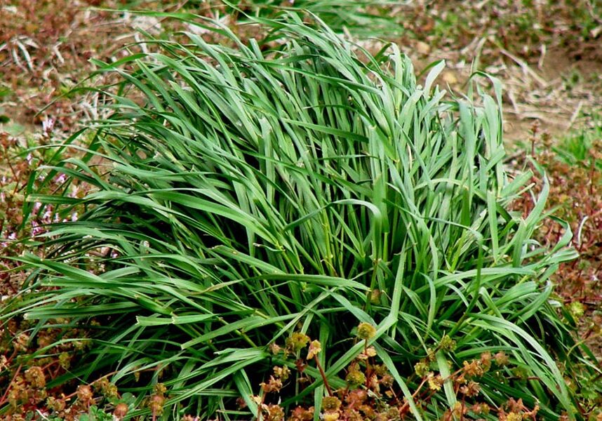 Italian-ryegrass