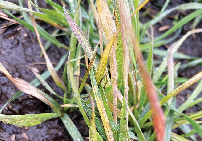 Soilborne Wheat Mosaic Virus has appeared in southern Whitman County fields. Besides yellowing, plants will have missing tillers, and leaves will display a yellow/purplish mottling and mosaic. The virus generally appears near wet soil. The only sure way to confirm the virus is with an ELISA or DNA test. Photo by Morgan Menaker, Washington State University Regional Extension agronomist.