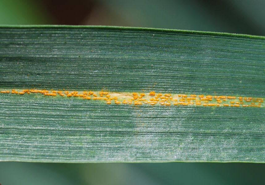 disease-stripe-rust