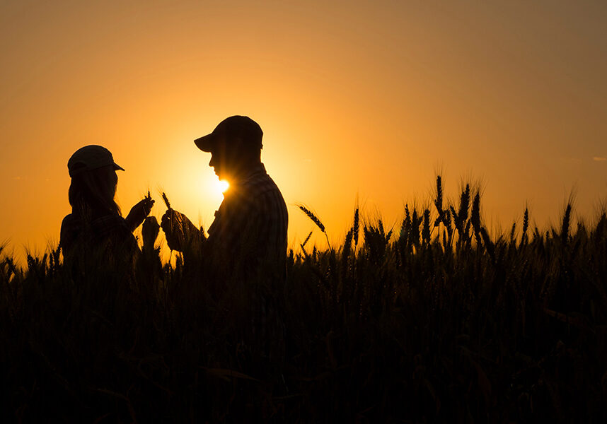 looking at wheat at sunset