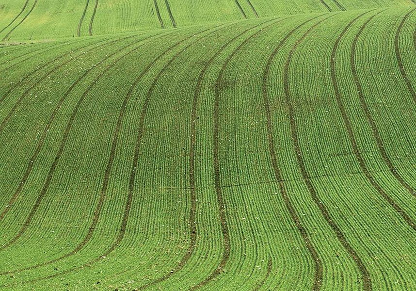 fields-wheat-young-green