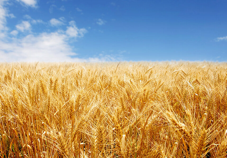 wheat field