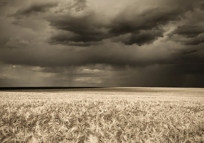 wheat field during storm